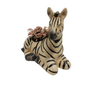 Mini zebra