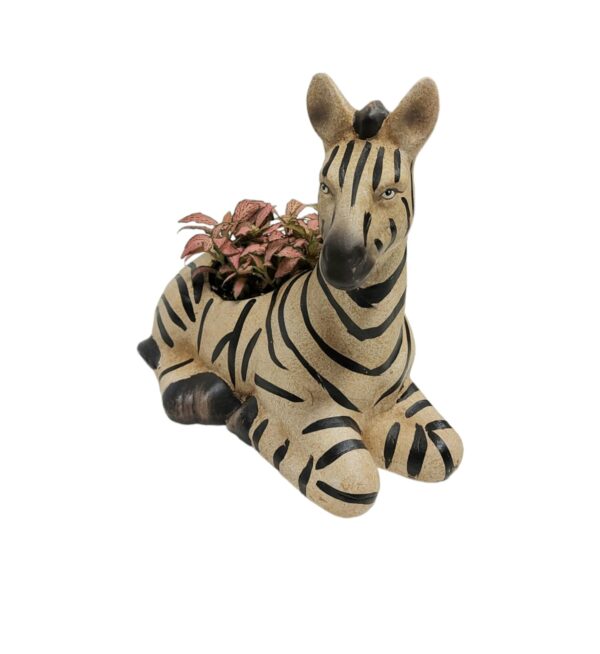 Mini zebra