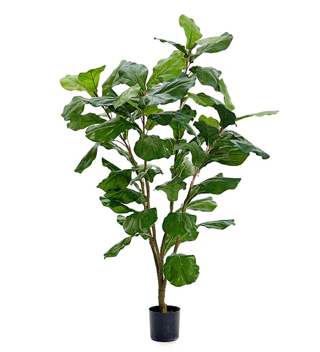 Fikuss 120cm