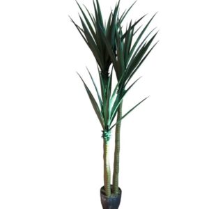 Mākslīga Dracena 170cm
