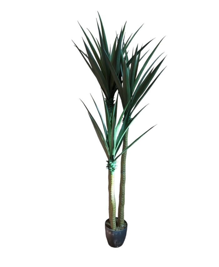 Mākslīga Dracena 170cm