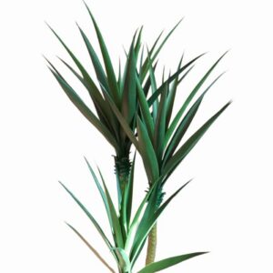 Mākslīga Dracena 170cm