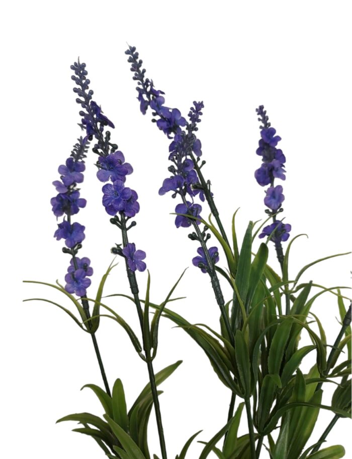 Lavanda H45cm
