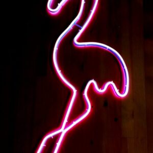 Neona flamingo