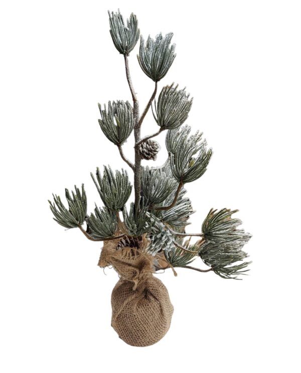 Mini priede 40cm