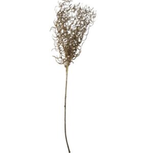 Zelta zariņš 60cm