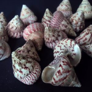 Gliemežvāki