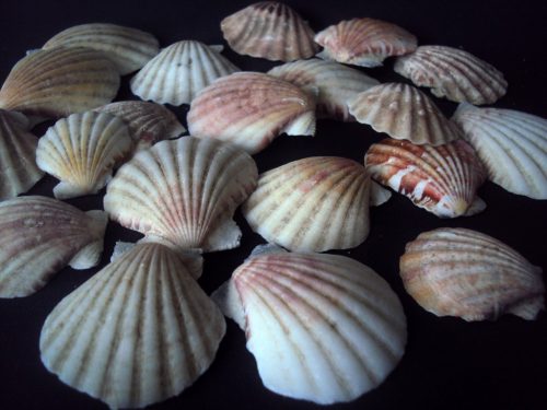 Gliemežvāki