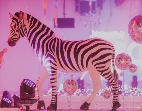 Zebra