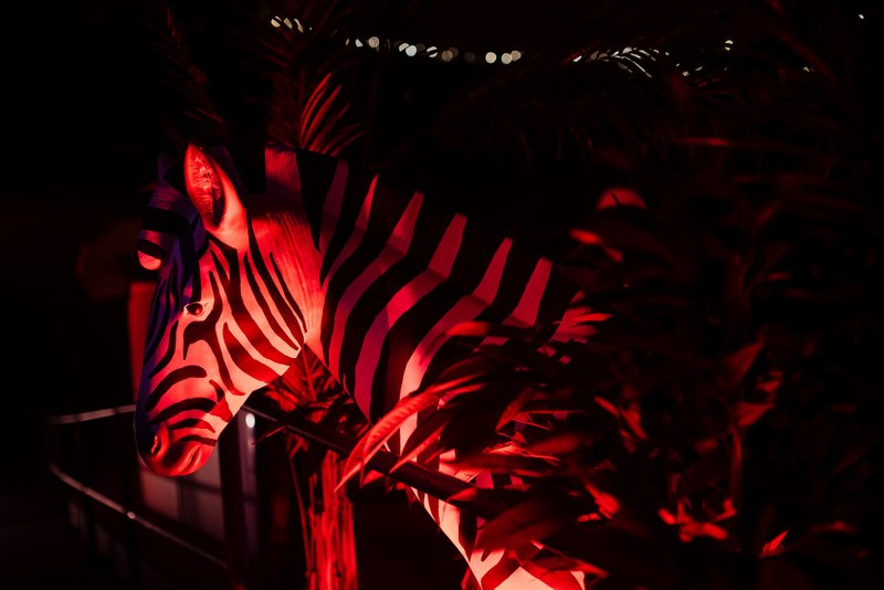 Zebra