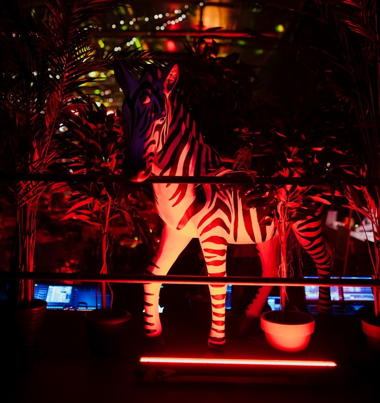 Zebra