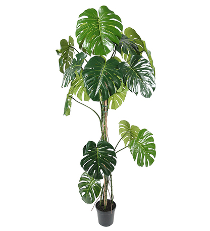 Mākslīga monstera 1.8m