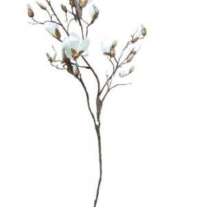 Magnolija