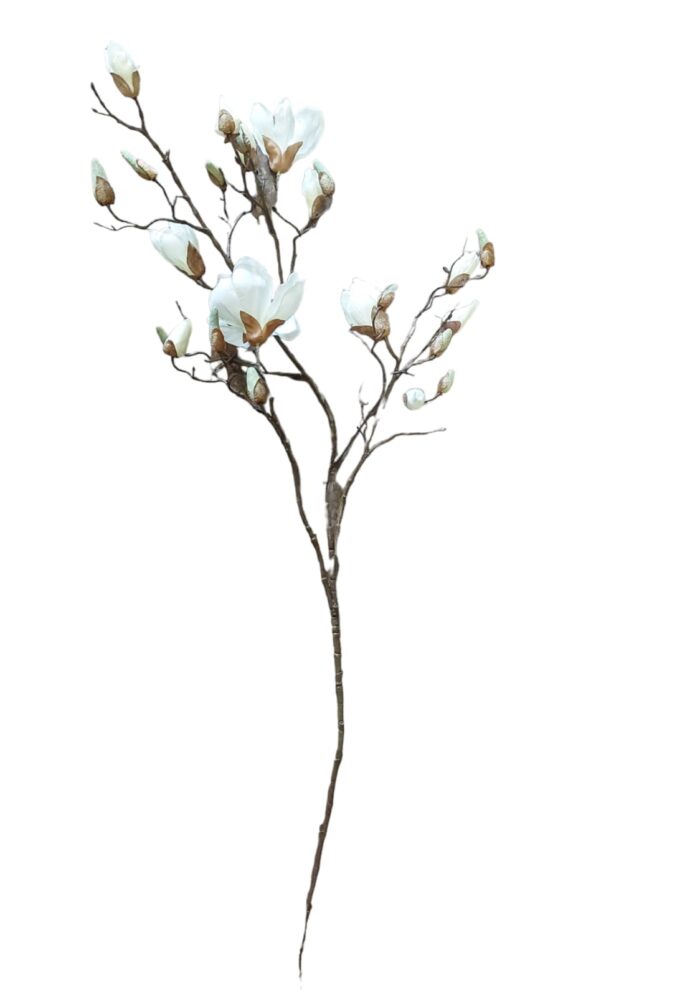 Magnolija