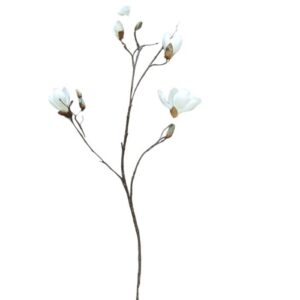 Magnolija
