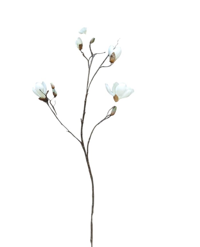Magnolija