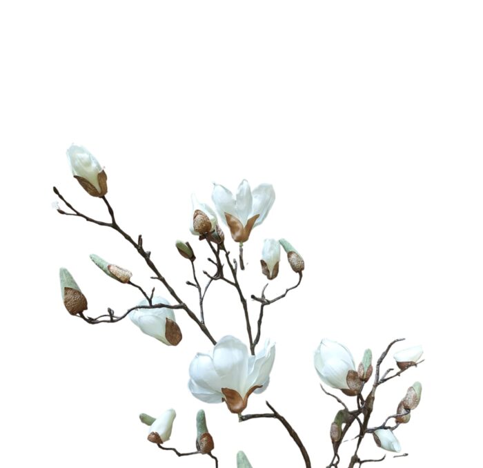 Magnolija