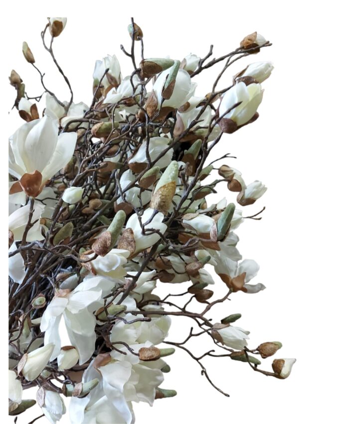 Magnolija
